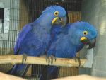 Birds blue maccaw parrots for free